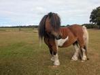 Stoere bonte shetlander hengst te koop, Dieren en Toebehoren, Pony's, Niet van toepassing, Hengst, A pony (tot 1.17m), Gechipt