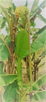 7 x Musa acuminata subsp. burmannica banaan zaden, Tuin en Terras, Bloembollen en Zaden, Volledige schaduw, Gehele jaar, Ophalen