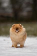 MINI DEKREU FCI PATELLA 0/0 Pomeranian, pomeriaan, dwergkees, Rabiës (hondsdolheid), Keeshond, 1 tot 2 jaar, Fokker | Professioneel