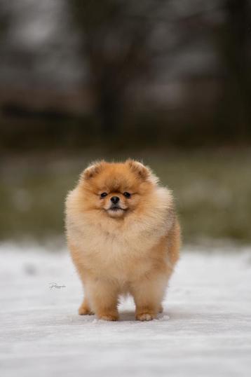 MINI DEKREU FCI PATELLA 0/0 Pomeranian, pomeriaan, dwergkees