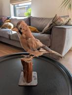 Opgezette Vlaamse Gaai - Decoratie, Ophalen