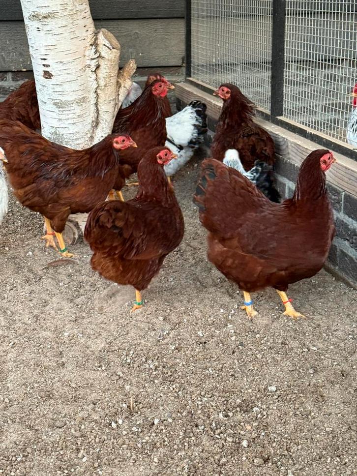 Wyandotte kriel Rood, Dieren en Toebehoren, Pluimvee, Kip, Meerdere dieren