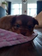 Pomchi pups, pomeriaan/dwergkees/chihuahua puppy, Dieren en Toebehoren, Honden | Chihuahua's en Gezelschapshonden, Overige rassen