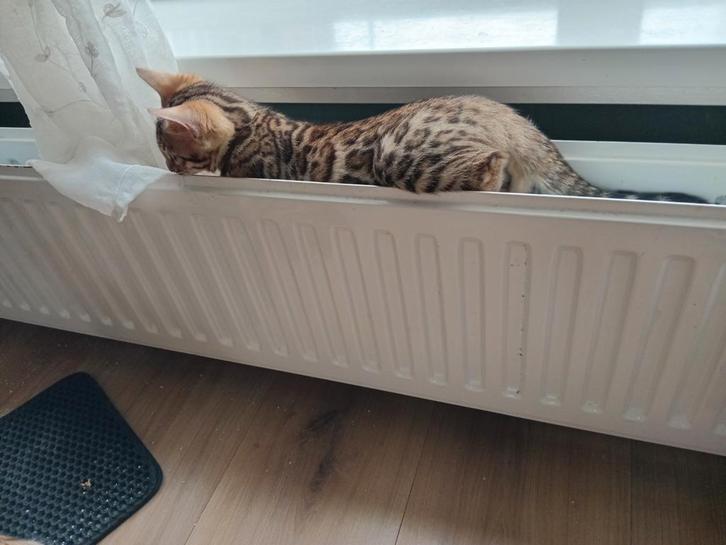 Bengaal kittens, Dieren en Toebehoren, Katten en Kittens | Raskatten | Korthaar, Meerdere dieren, Gechipt