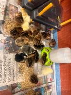 Cream legbar groenlegger kuikens, Meerdere dieren, Kip