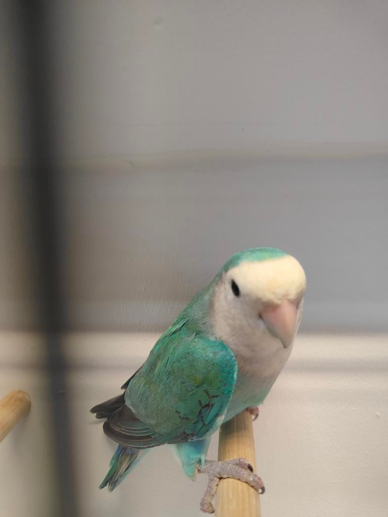 Roseicolli blauw 2024, Mannelijk, Dwergpapegaai of Agapornis, Geringd