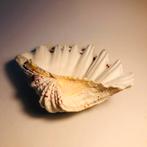 Prachtige grote witte zeeschelp met roze kleuraccenten, Ophalen of Verzenden, Zo goed als nieuw