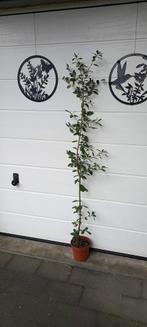 Steeneik (Quercus Ilex) 2.25 m, Tuin en Terras, Bloeit niet, 100 tot 250 cm, Volle zon, In pot