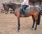 Brave 9 jr allrounder1,68 mtr(recreatie-manege-sport), Ruin, 7 tot 10 jaar, Met stamboom, B