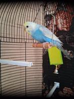 2 jonge parkietjes, Geslacht onbekend, Parkiet, Geringd