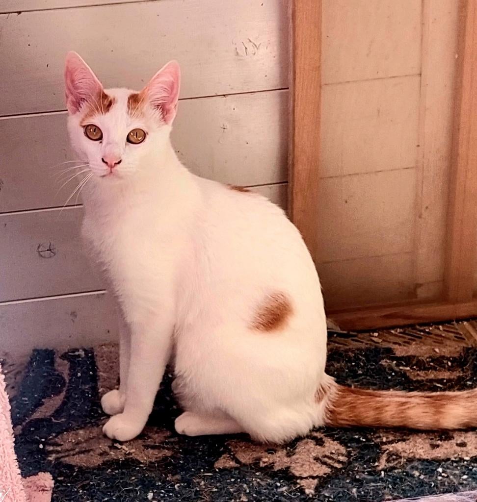 Lieve, rustige kater Quatrro (gecastreerd), Dieren en Toebehoren, Kater, Kortharig, 0 tot 2 jaar