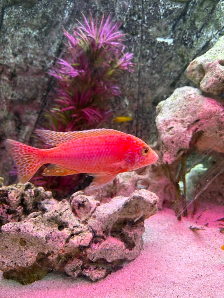 Chiclide, Dieren en Toebehoren, Vissen | Aquariumvissen, Vis