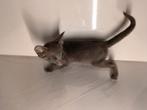 Kittens, Ooster korthaar kittens, oriental kittens, pete..., Dieren en Toebehoren, Katten en Kittens | Raskatten | Korthaar