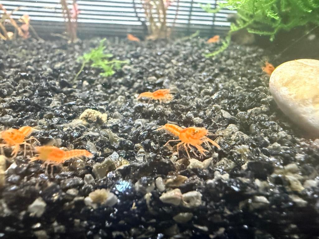 Cpo Baby kreeftjes., Dieren en Toebehoren, Vis