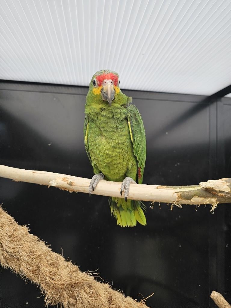 Geelwang Amazone | Halftam | 2025, Dieren en Toebehoren, Vogels | Parkieten en Papegaaien, Vrouwelijk, Papegaai, Geringd