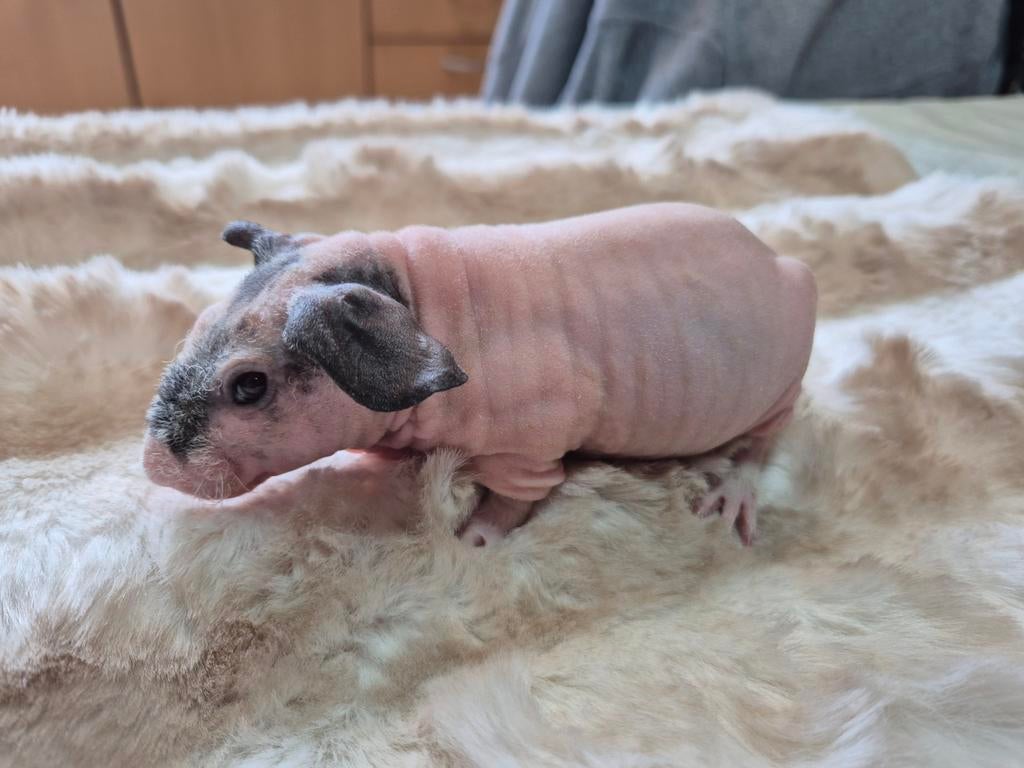 Super Knap jong dalmatiner skinny beertje, Dieren en Toebehoren, Vrouwelijk, Tam, Maart, Cavia