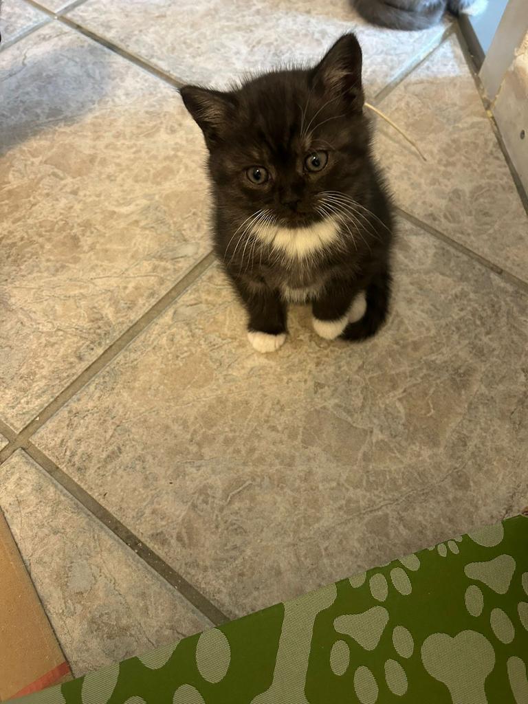 Britse kort haar kitten zoekt een nieuw baasje