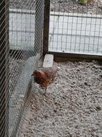 Te koop een bamboe patrijs hen, Dieren en Toebehoren, Vrouwelijk, Overige soorten