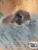 Raszuiver baby minilop konijn ram (transport mogelijk), Dieren en Toebehoren, Konijnen, Mannelijk, Dwerg, Hangoor, 0 tot 2 jaar