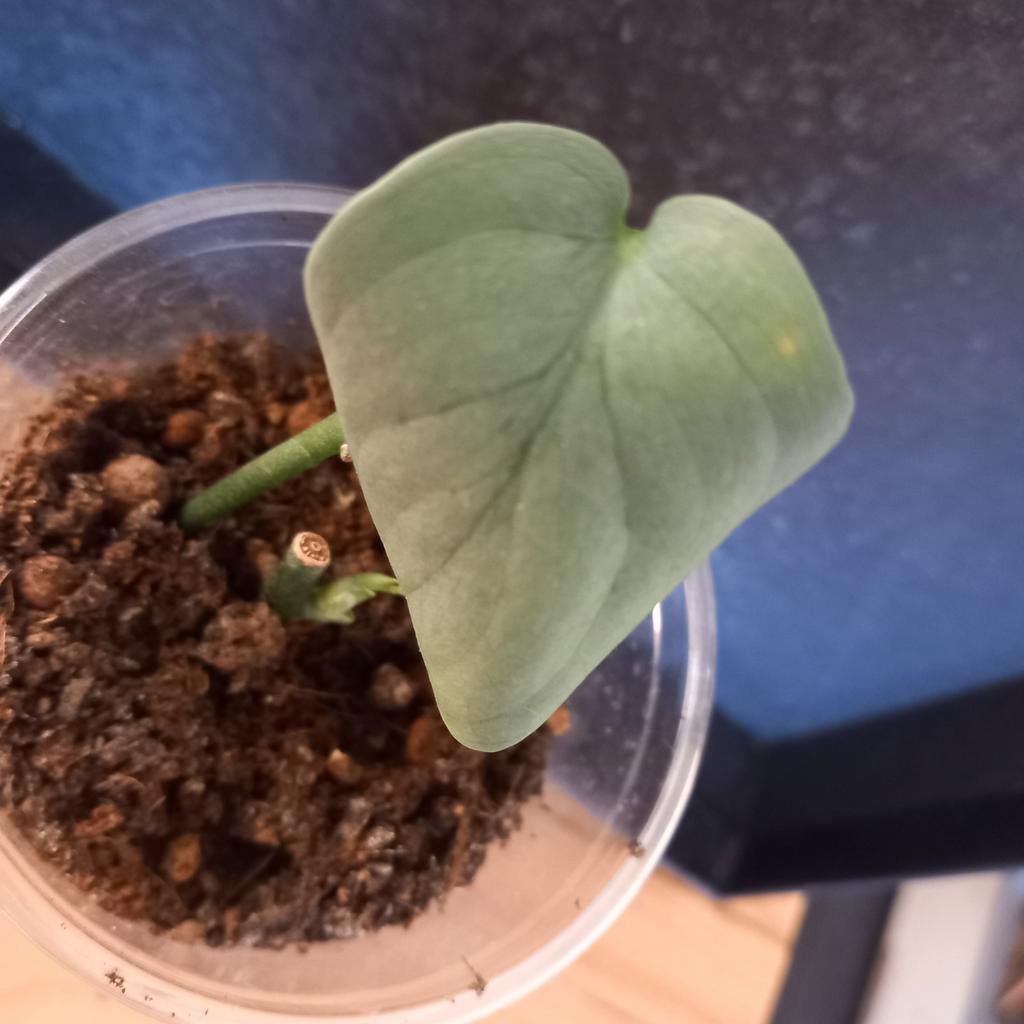 Scindapsus silver hero stek nr 30, Huis en Inrichting, Ophalen of Verzenden, Halfschaduw, Minder dan 100 cm