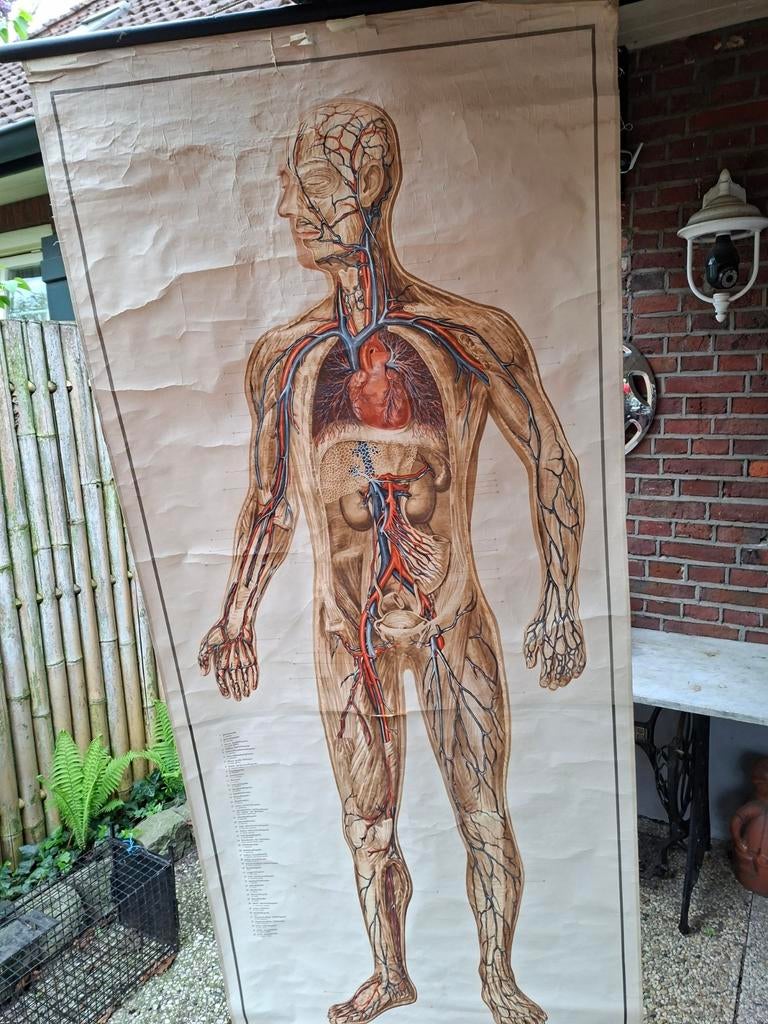 Vintage Anatomie Schoolplaat: Bloedvaten Menselijk Lichaam, Antiek en Kunst, Antiek | Schoolplaten, Ophalen of Verzenden, Natuur en Biologie
