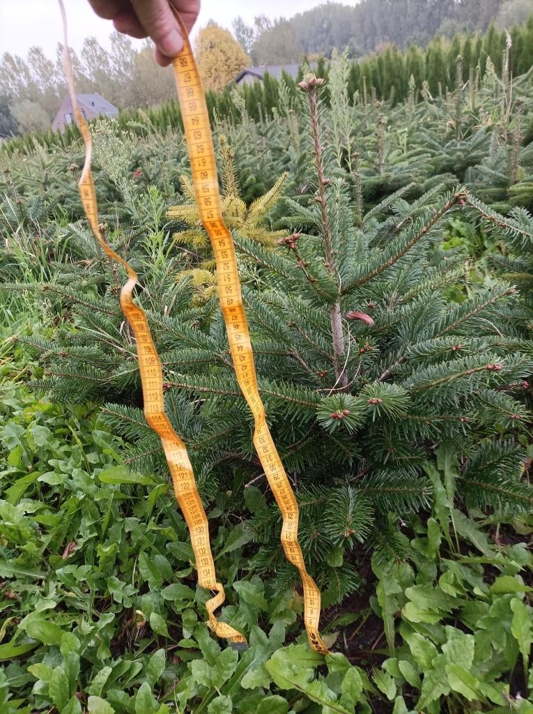 coniferen, Ophalen, Conifeer, Haag, 100 tot 250 cm
