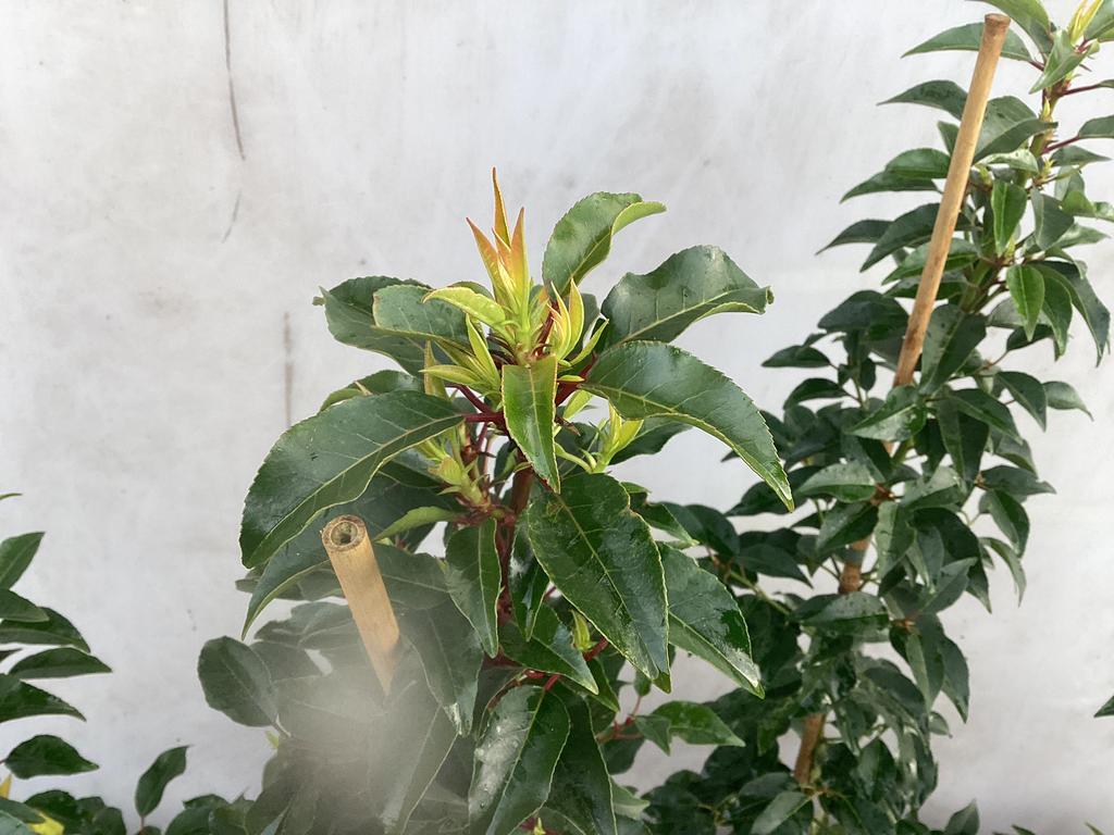 Portugese laurier lusitanica, Tuin en Terras, Planten | Struiken en Hagen, Ophalen, Laurier, Haag, Minder dan 100 cm