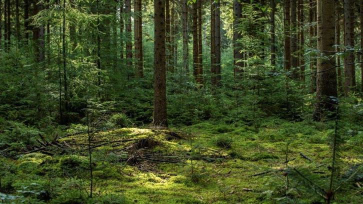 Gezocht bosgrond perceel bos bomen, Tuin en Terras, Planten | Bomen, Overige soorten, Volle zon, Ophalen of Verzenden