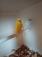 Koppel grasparkieten, Dieren en Toebehoren, Meerdere dieren, Parkiet