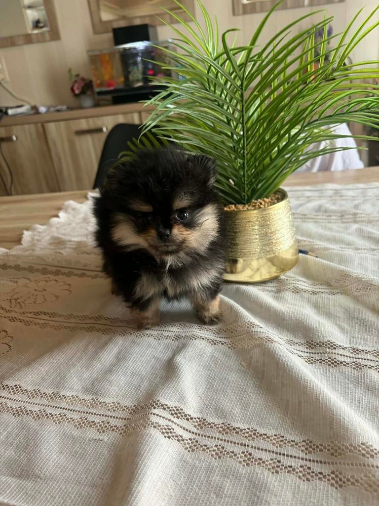 Pomeriaan mini pups te koop in belgie, Dieren en Toebehoren, Honden | Poolhonden, Keeshonden en Oertypen, België, Particulier