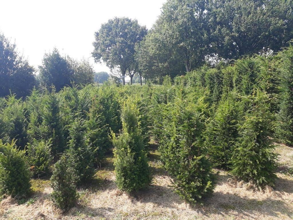 Taxus baccata tot 200cm hoog, Ophalen, Taxus, Struik, 100 tot 250 cm
