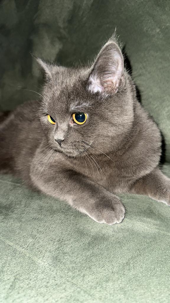 Britse Korthaar kitten en zelfreinigende kattenbak te koop, Poes, Ontwormd, 0 tot 2 jaar