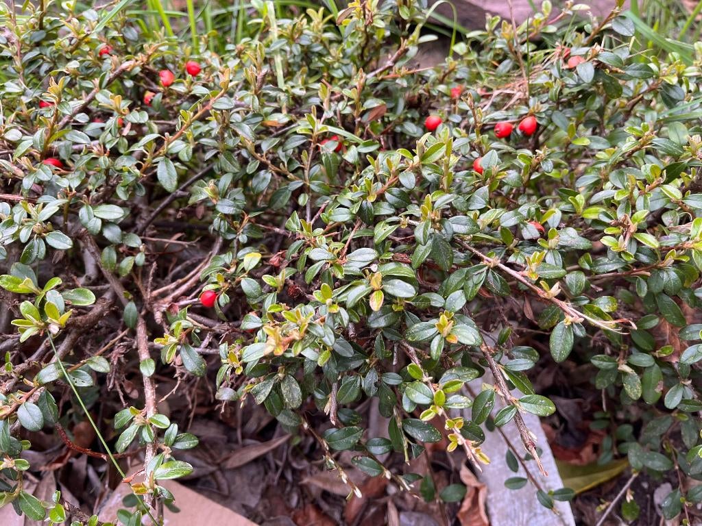 Dwergmispel - 6 meter, Tuin en Terras, Planten | Struiken en Hagen, Ophalen, Overige soorten, Haag, Minder dan 100 cm