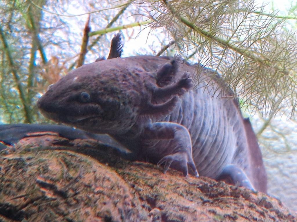 Axelotl man zwart en vrouw bruin, Eén persoon, Overige typen