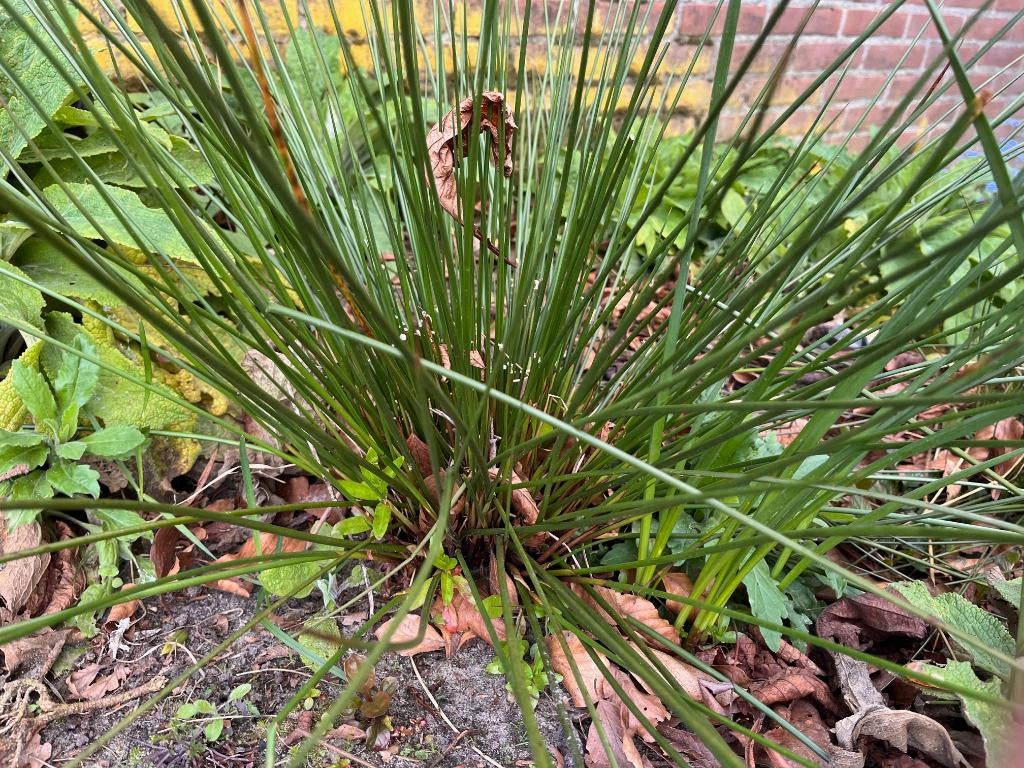 Pampasgras - meerdere planten, Tuin en Terras, Volle zon, Vaste plant, Bloeit niet, Ophalen