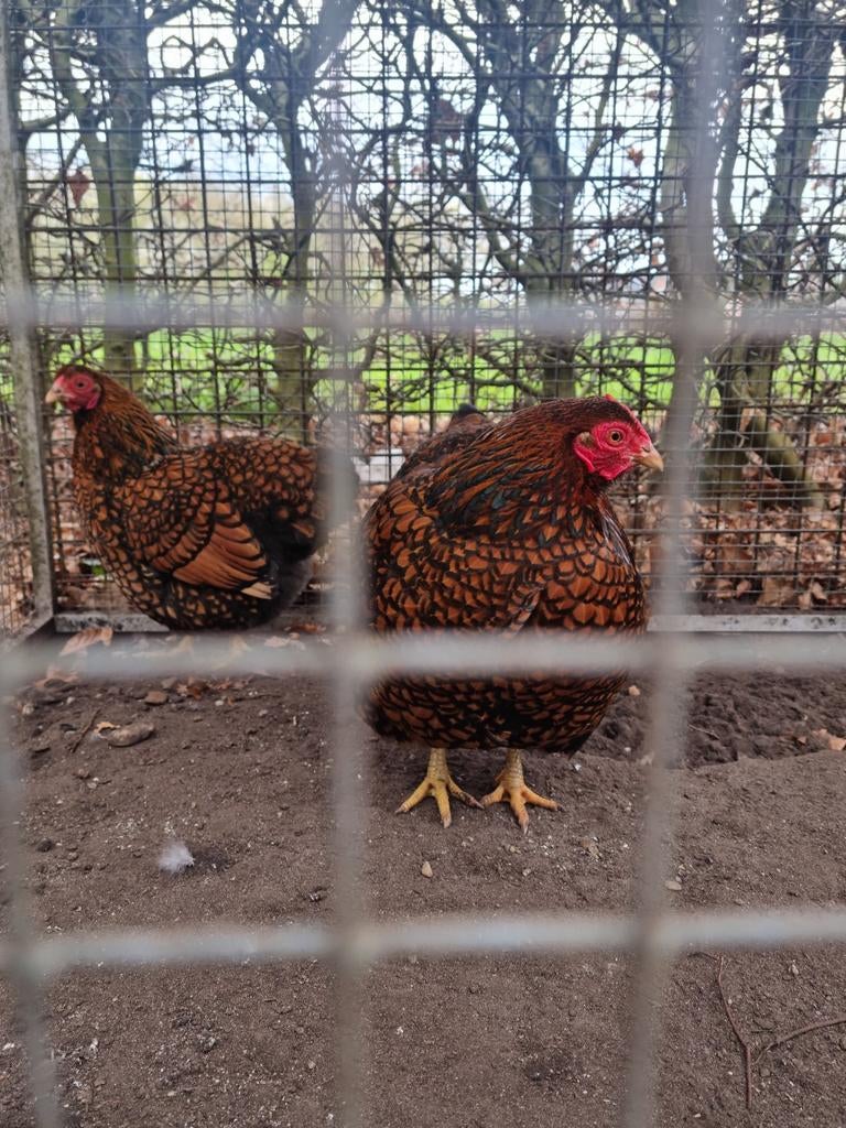 Prachtig Wyandotte kriel dames raszuiver goud zwart gezoomd, Dieren en Toebehoren, Pluimvee, Vrouwelijk, Kip