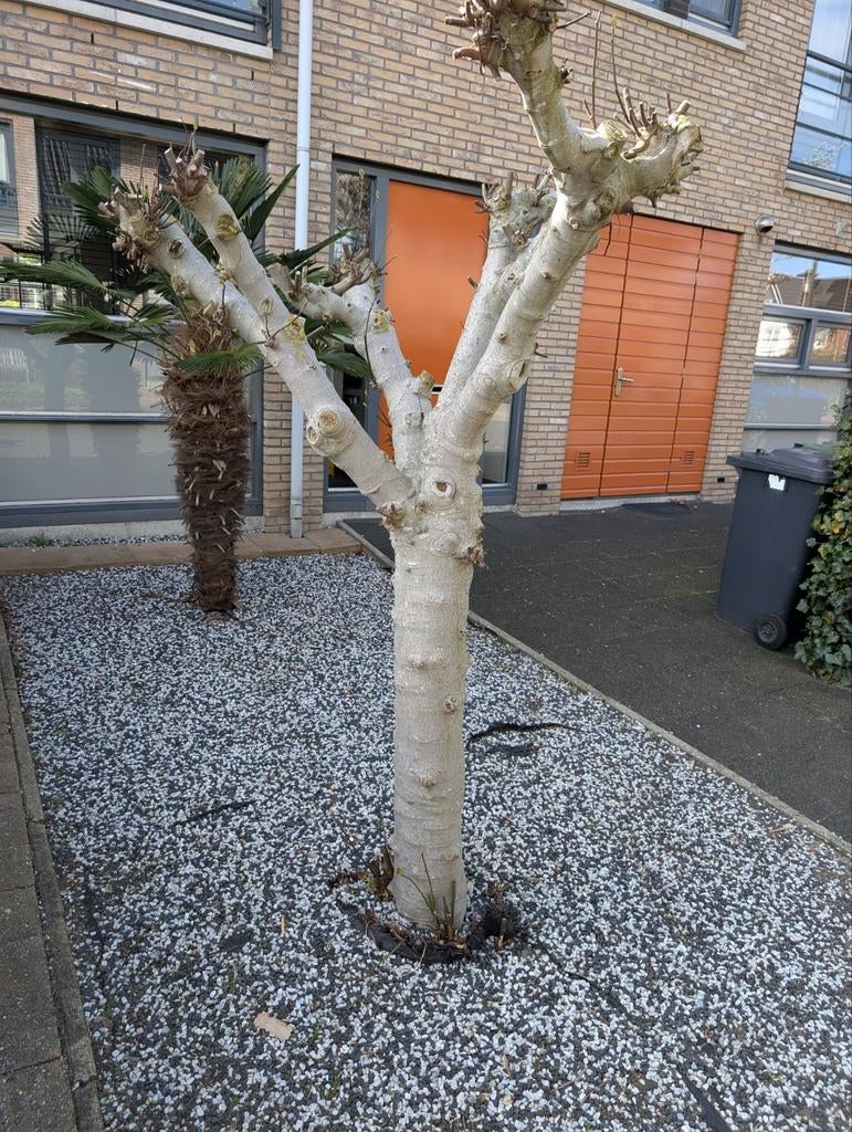 Mooie vijgenboom Ficus carica, ca 220cm hoog, Herfst, Overige soorten, 100 tot 250 cm, Ophalen
