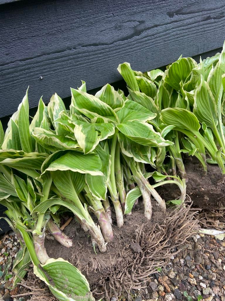 Hosta (Hartlelie) - Prachtige vaste plant voor schaduw, Tuin en Terras, Planten | Tuinplanten, Vaste plant, Volledige schaduw