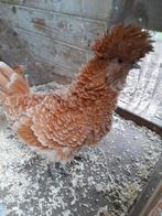 GEVRAAGD; Padua / Baardkuifhoen hennen, Dieren en Toebehoren, Pluimvee, Vrouwelijk, Kip