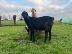 Nubische geit bok, Dieren en Toebehoren, Schapen, Geiten en Varkens, Mannelijk, Geit, 0 tot 2 jaar
