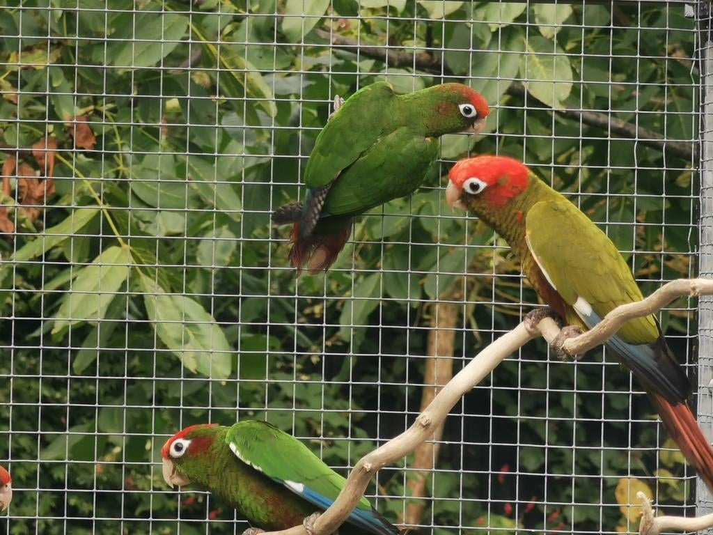 Pyrrhura rodocephala, Mannelijk, Parkiet