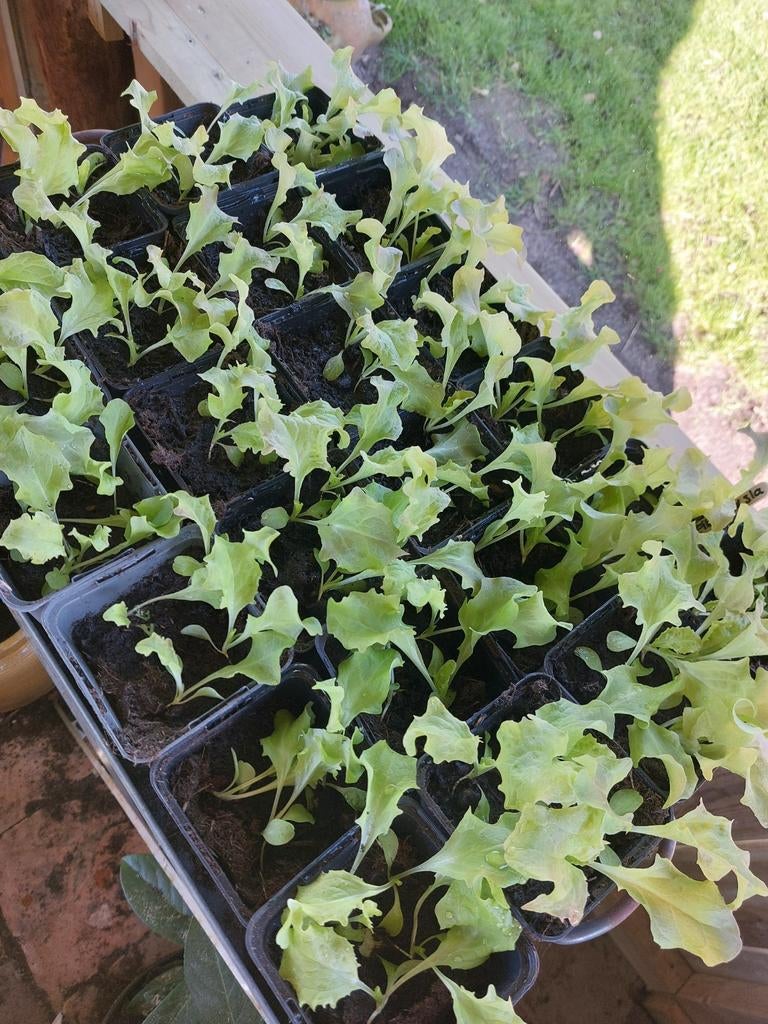 Rucola, broccoli en eikenbladsla stekjes, Tuin en Terras, Planten | Tuinplanten, Ophalen, Eenjarig, Groenteplanten, Volle zon