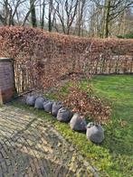 Beukenhaag met kluit 7 stuks 150 cm hoog, Tuin en Terras, Planten | Bomen, Ophalen, Bloeit niet, Halfschaduw, Overige soorten