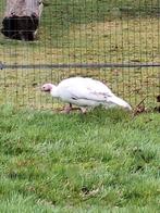 Kalkoen, Vrouwelijk, Kalkoen