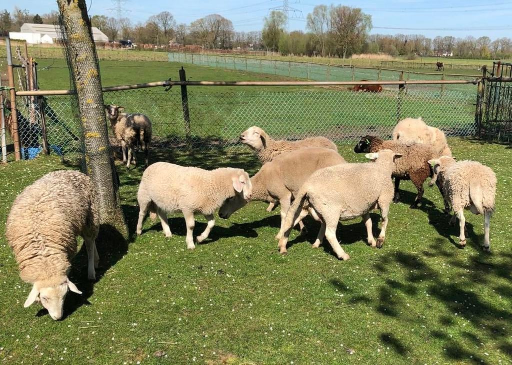 koppetje schapen, Meerdere dieren, Schaap, 0 tot 2 jaar