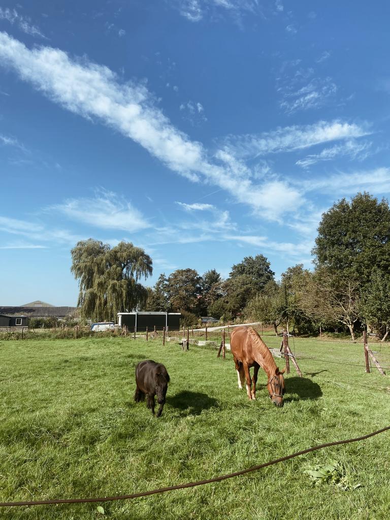 Maatje gezocht voor Shetlander, Stalling