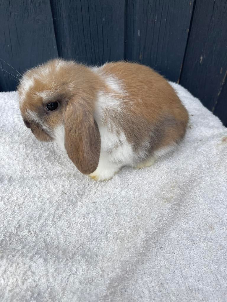 Nedhangoordwerg raszuiver mannetje, Dieren en Toebehoren, Mannelijk, Dwerg