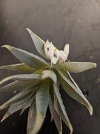 Hymenopus Coronatus Orchidee Bidsprinkhaan, Overige soorten