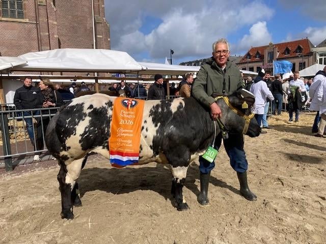 OPNIEUW te koop BWB dikbil kampioen paasvee Schagen, Dieren en Toebehoren, Mannelijk, 0 tot 2 jaar