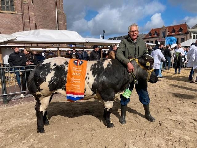 te koop BWB dikbil kampioen paasvee Schagen, Dieren en Toebehoren, Runderen, Mannelijk, 0 tot 2 jaar